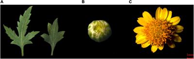 Transcriptome and Metabolome Analyses of the Flowers and Leaves of Chrysanthemum dichrum